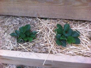 Straw vs. Premium Ground Cover