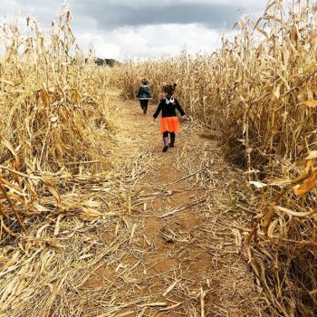 croppedimage350350-FallFestCornMaze