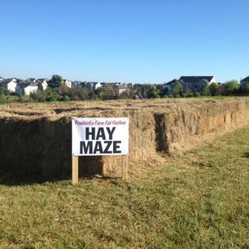 croppedimage350350-ff-haymaze