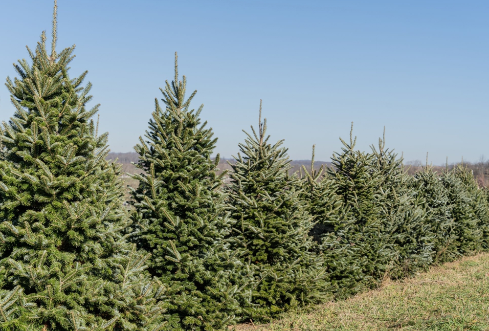Fraser Fir Christmas Trees at Froehlich's Farm