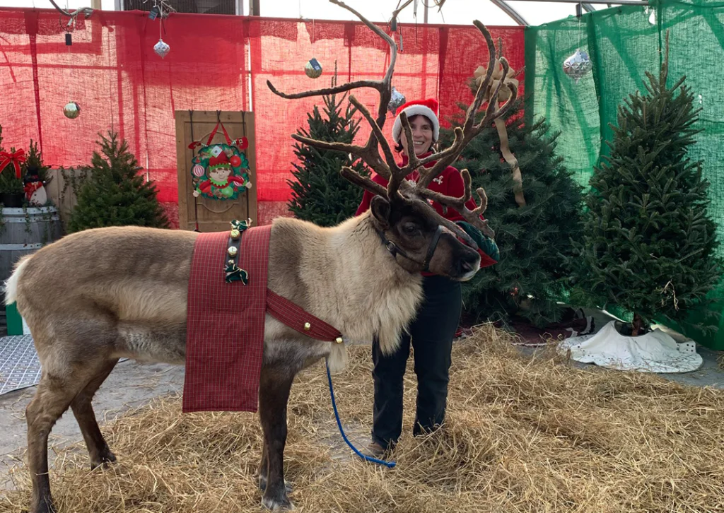 LIVE REINDEER EVENT