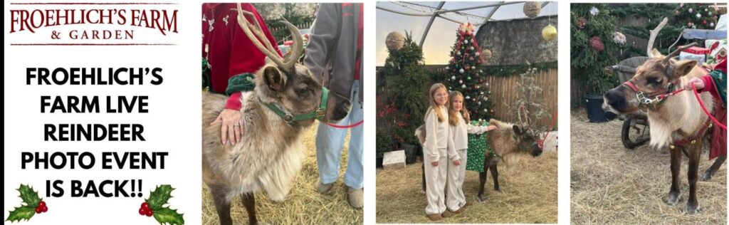 LIVE REINDEER EVENT