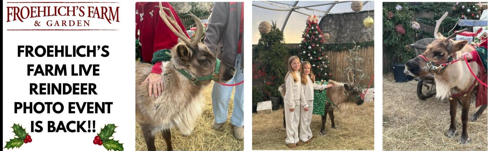 LIVE REINDEER EVENT